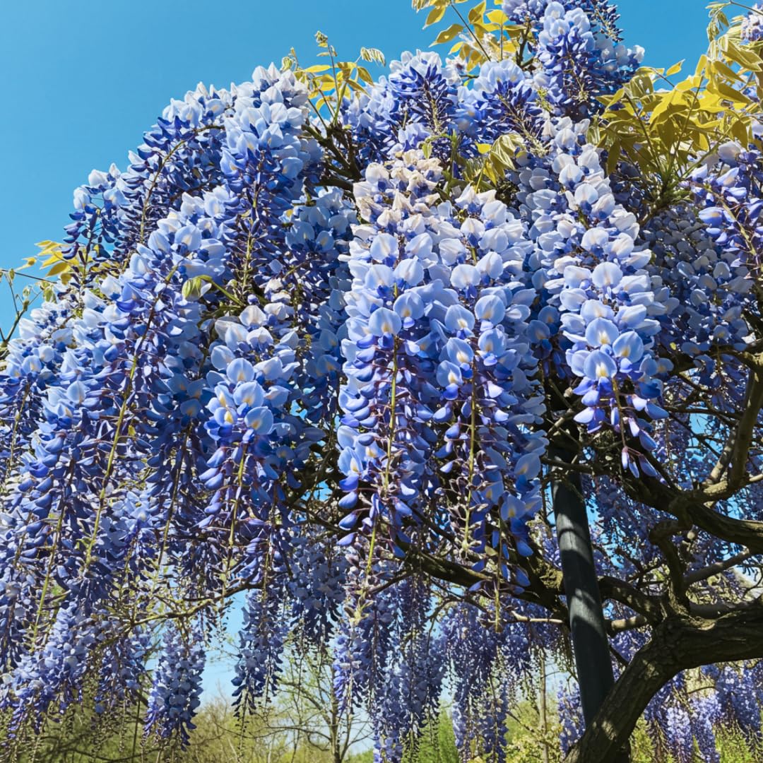 Blue Moon Wisteria Live Tree Seedling – 1 Healthy Plant for Planting – Fast-Growing Vine with Fragrant Lavender-Blue Blooms – Ideal for Trellises, Arbors, and Garden Landscaping