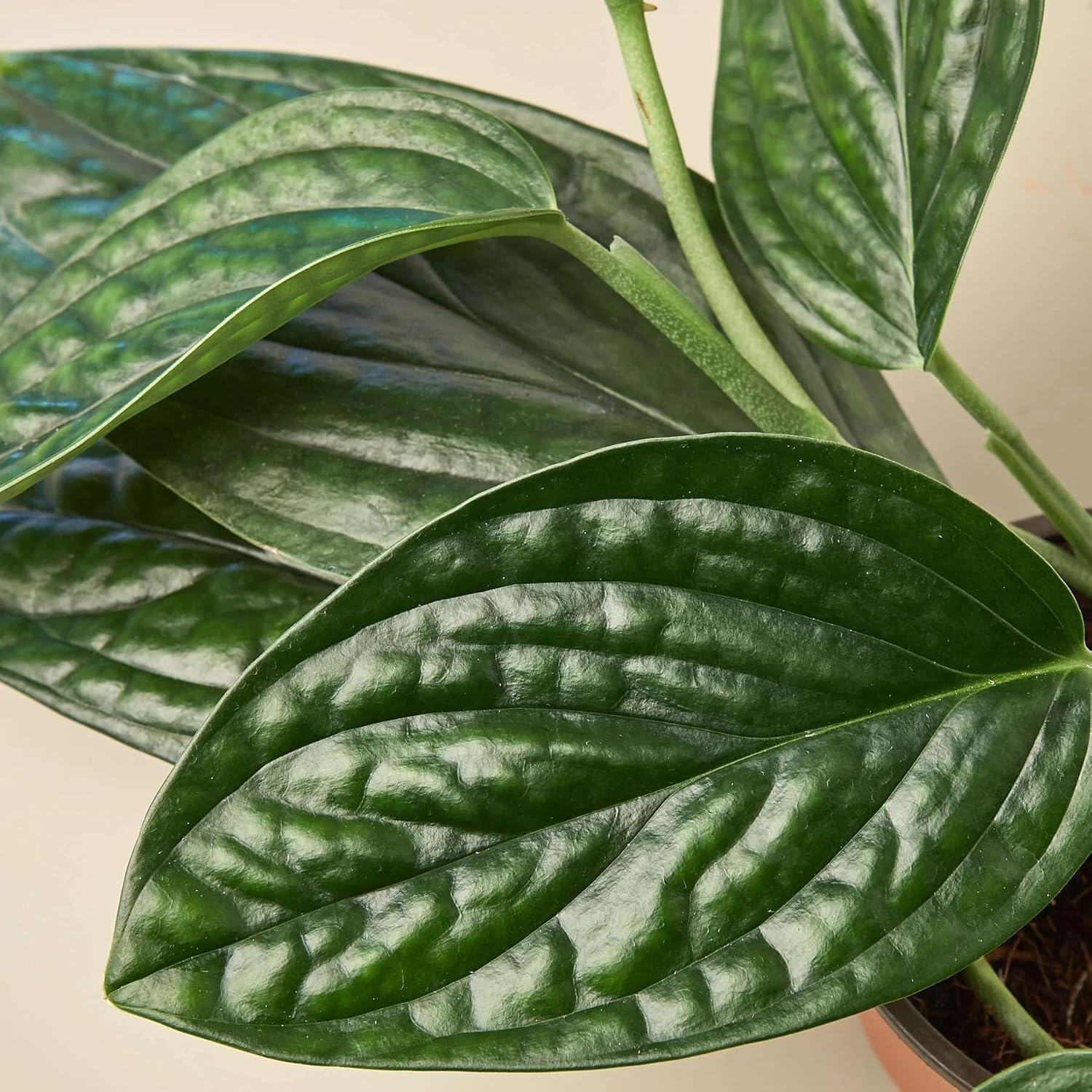 Monstera Peru Live Plant for Indoor | Different Houseplants in 4'' & 6'' Pot | Real House Plant for Living Room, Office, Desk & Bathroom | Peru