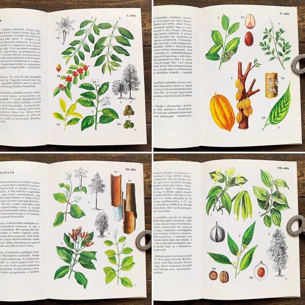 Amazon.co.jp: ハンガリーの古い植物図鑑(Kulturnovenyek 1976年