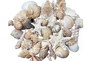 Medium Sized Shells for Decorating: A Coastal Touch for Your Home