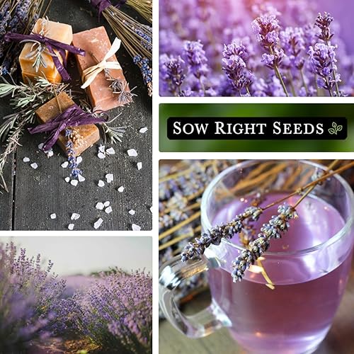 Miniatura 5 de Sow Right Seeds - Semillas de lavanda a granel para plantar - 0.05 onzas, 1500 semillas - Paquete jumbo de reliquia sin OMG con instrucciones para
