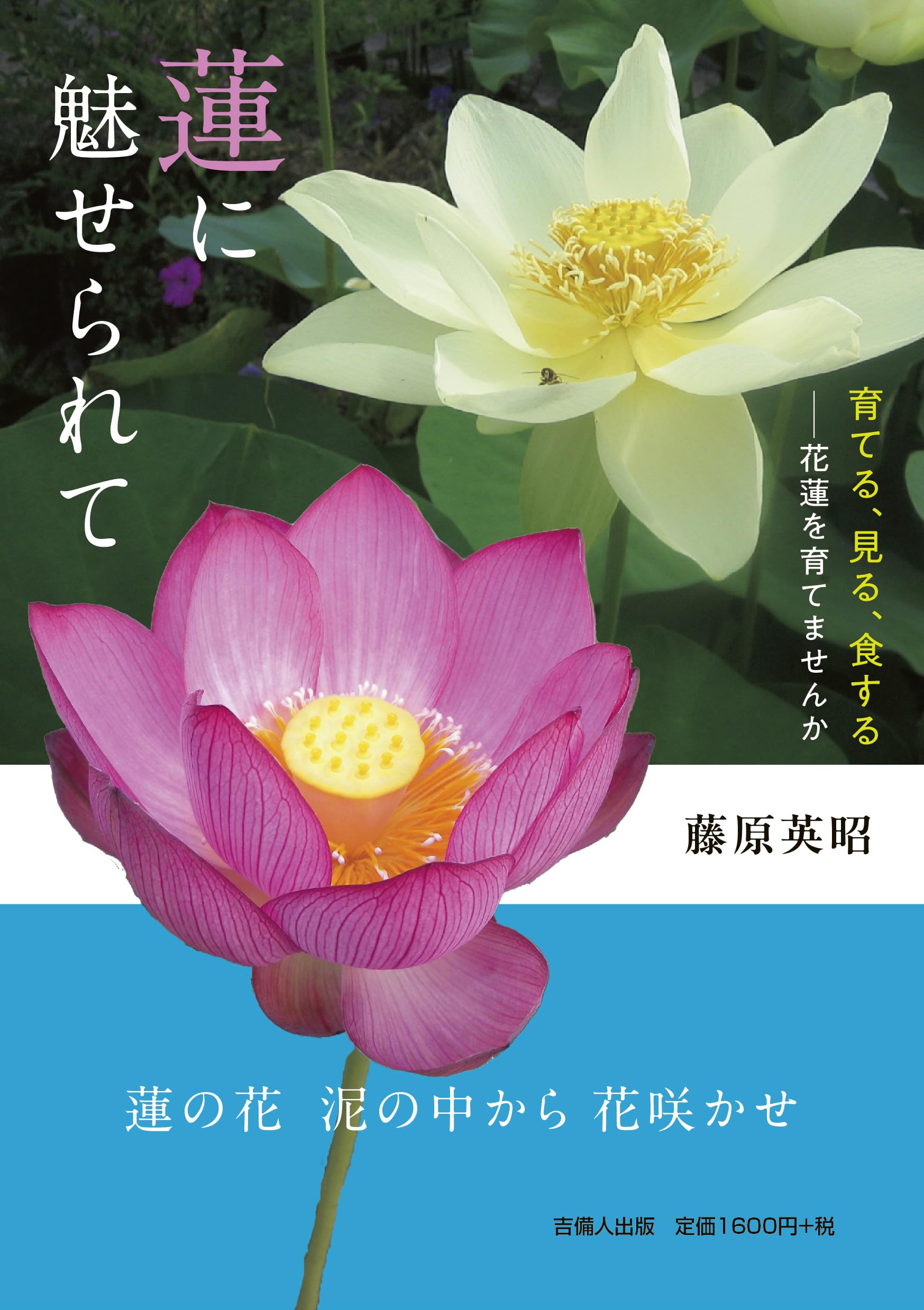 蓮に魅せられて | 藤原 英昭 |本 | 通販 | Amazon