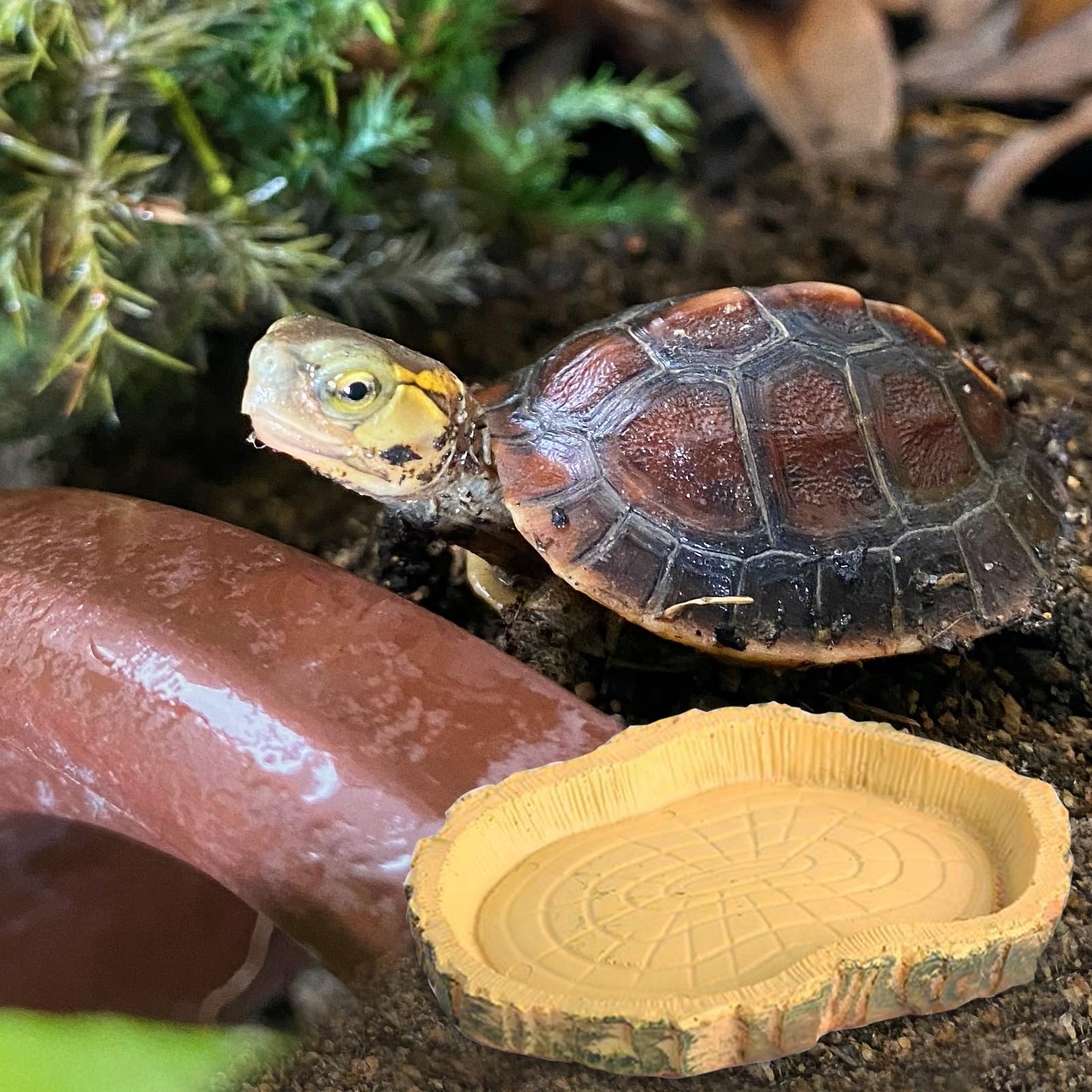Lithyc 2 pièces Bols à Eau pour Reptiles - Abreuvoir Tortue Terrestre- Nourriture pour Bol pour Reptiles en Feuilles - Convient Aux Reptiles Et Amphibiens, LéZards, Grenouilles, Geckos, Tortues, Etc