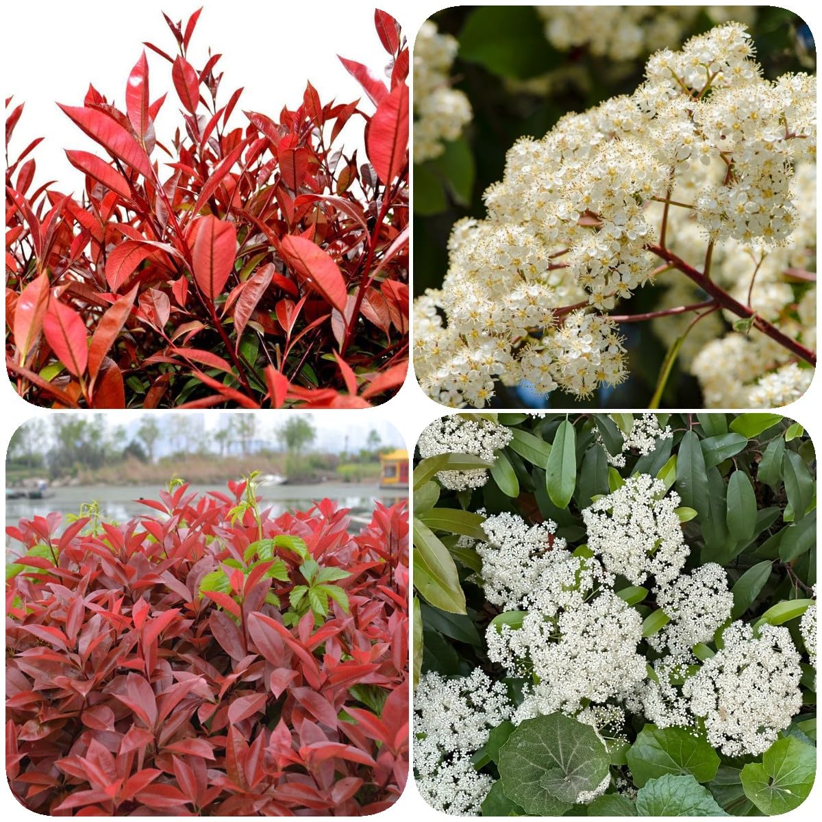 glanzmispel vorgarten Glanzmispel – Photinia 'Red Robin' (Mehrstämmig) – Blupf by Kitzinger