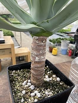 Amazon｜アガベ アテナータ 観葉植物 ※生産農家からお届け！温室で大切