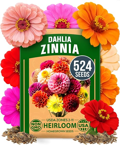 Vibrant Zinnia Dahlia blooms bursting with color, as promised by HOME GROWN seeds.