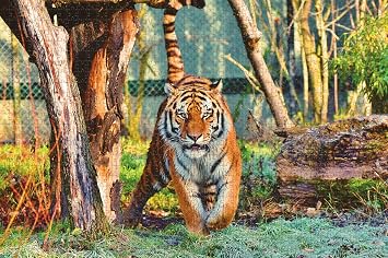 Eureka Springs Zoo Arkansas USA Jigsaw Puzzle for Adults 1000 Piece Wooden Travel Gift Souvenir