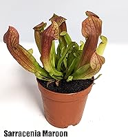 Vista 3 de Surtido de coleccionistas carnívoros de 2 pulgadas, paquete de 5, planta viva