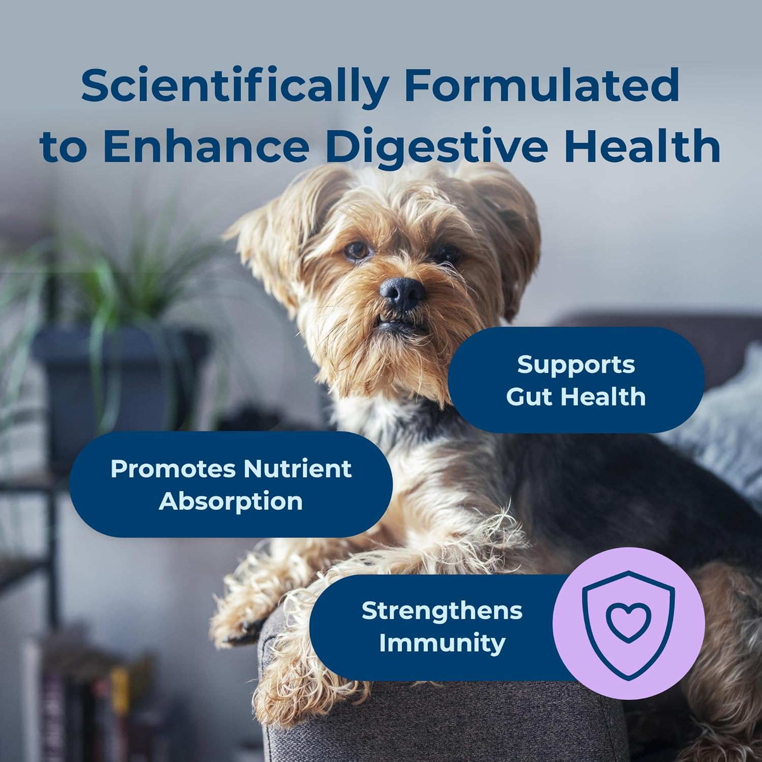 PetAg Dyne Soft Chews, Digestion & Immune Support Supplement - Vet-Formulated 5-in-1 Formula for Dogs to Strengthen Immunity, Digestion, Gut Health & Natural Antibodies - 60 Chicken Liver Flavor Chews