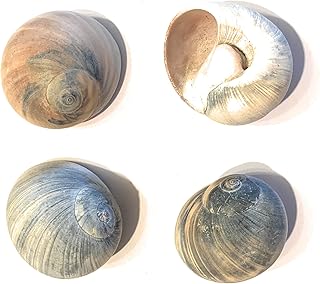 Hermit Crab Shells - 4 Pack - Medium - Naturally Scented from Marine Life Wild Habitat is Guaranteed to Attract Fish and Aquatic Pets to Shells