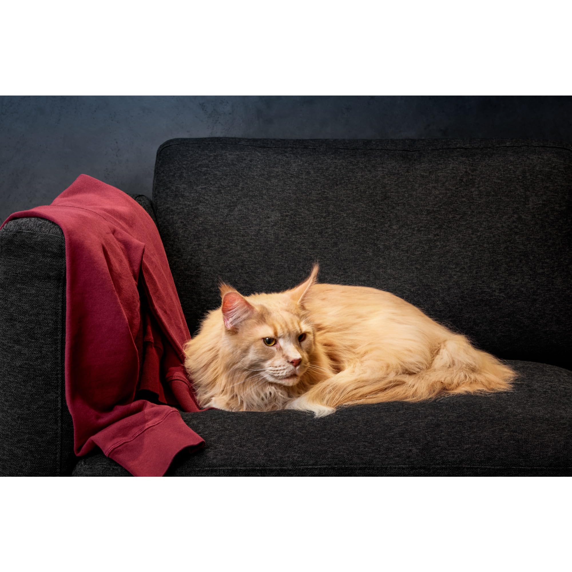 AEG AZE155 Cepillo PetPro+, Limpieza Pelo Mascotas, sofás tapicerías, Asientos del Coche, Limpieza Profunda, Compatible para Aspiradora sin Cable S8000, Limpieza fácil