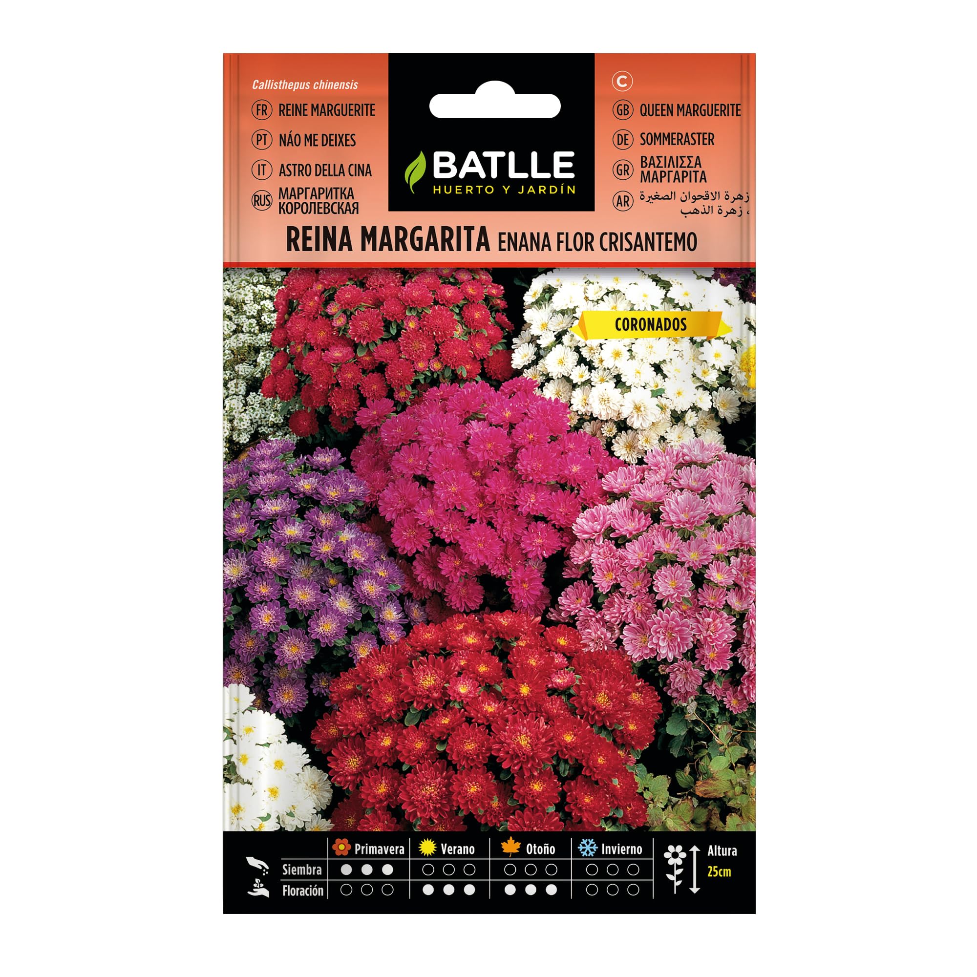 Semillas Batlle Reina Marg. ENANO flor crisantemo