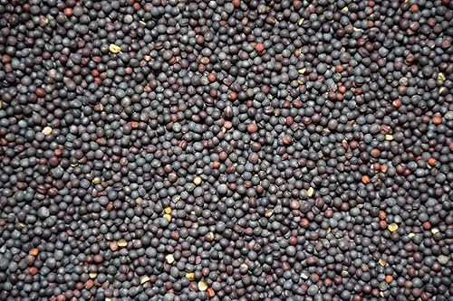 Dwarf Essex Colza - Perfecto para pastoreo de ganado - Semillas de cultivo de cobertura para la supresión de malezas - Semillas de alto contenido en