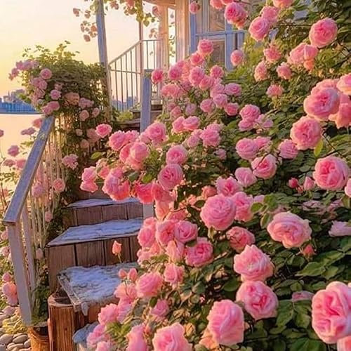 Miniatura 3 de Semillas de rosas trepadoras para plantar, más de 300 semillas de flores trepadoras, rosas y rosas trepadoras