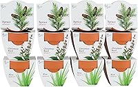 Vista 1 de BUZZY Seeds Radiant Collection 12-Pack – All-in-One Mini Terracotta Seed Starter Kit for Herbs, Succulents, and Trees, Includes Aloe, Christmas