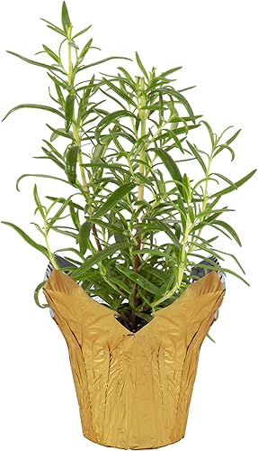 Hierba aromática viva y saludable, romero, mejora la respiración, envuelta en cubierta decorativa, 14 pulgadas de alto por 6 pulgadas de ancho en