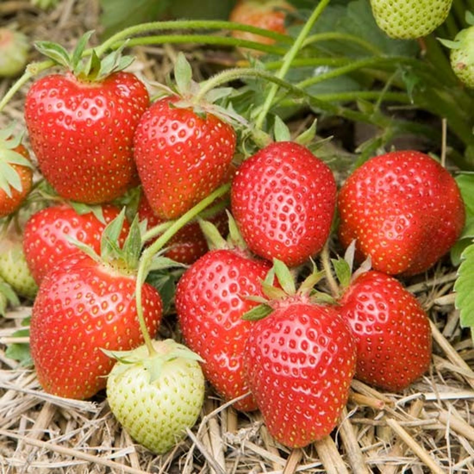 Carbeth Plants 6X Strawberry Bare Roots - Symphony