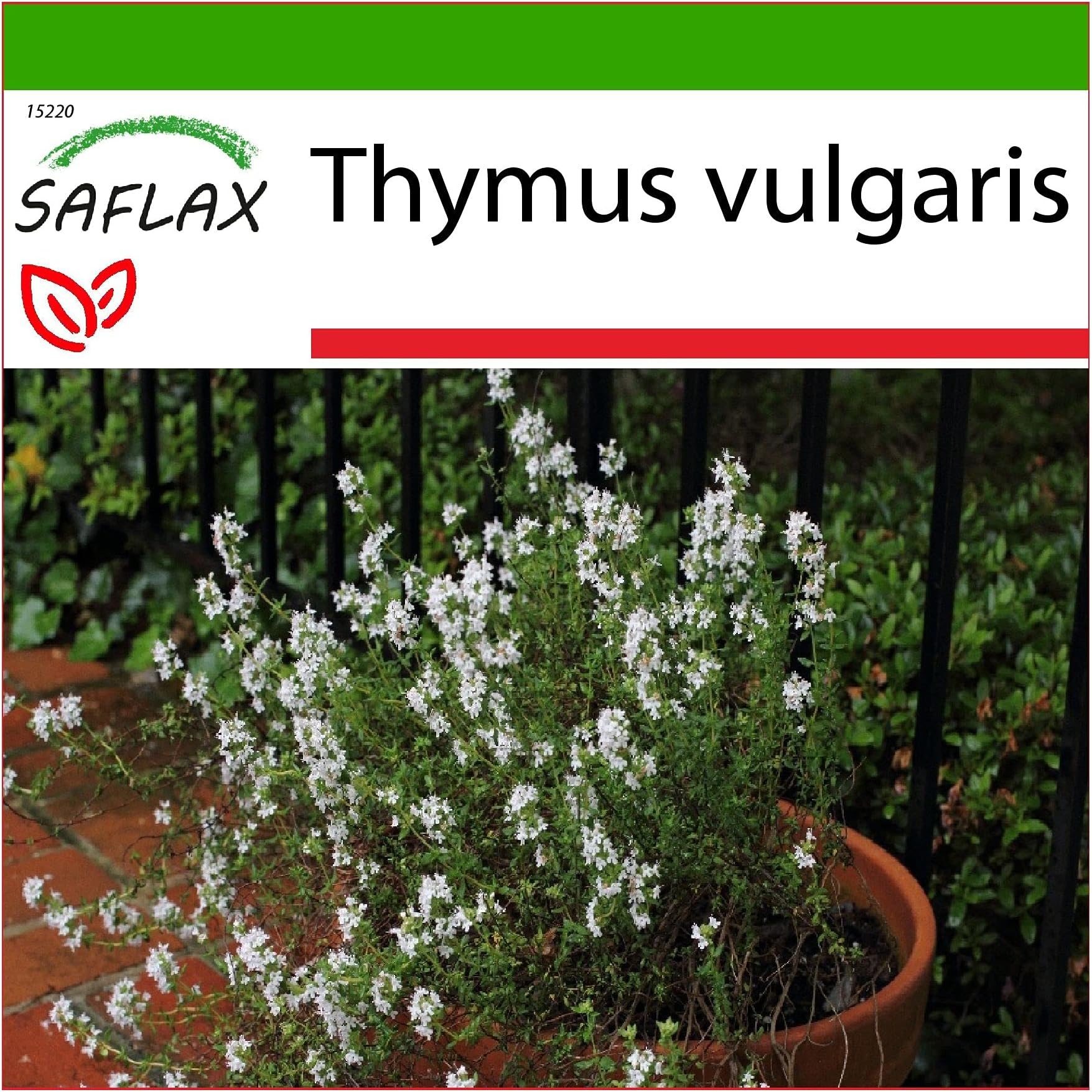 Common Thyme - 200 Seeds - with Soil - Thymus vulgaris