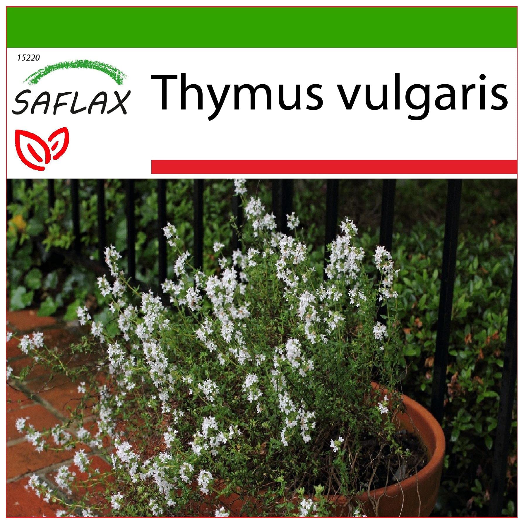 Common Thyme - 200 Seeds - with Soil - Thymus vulgaris