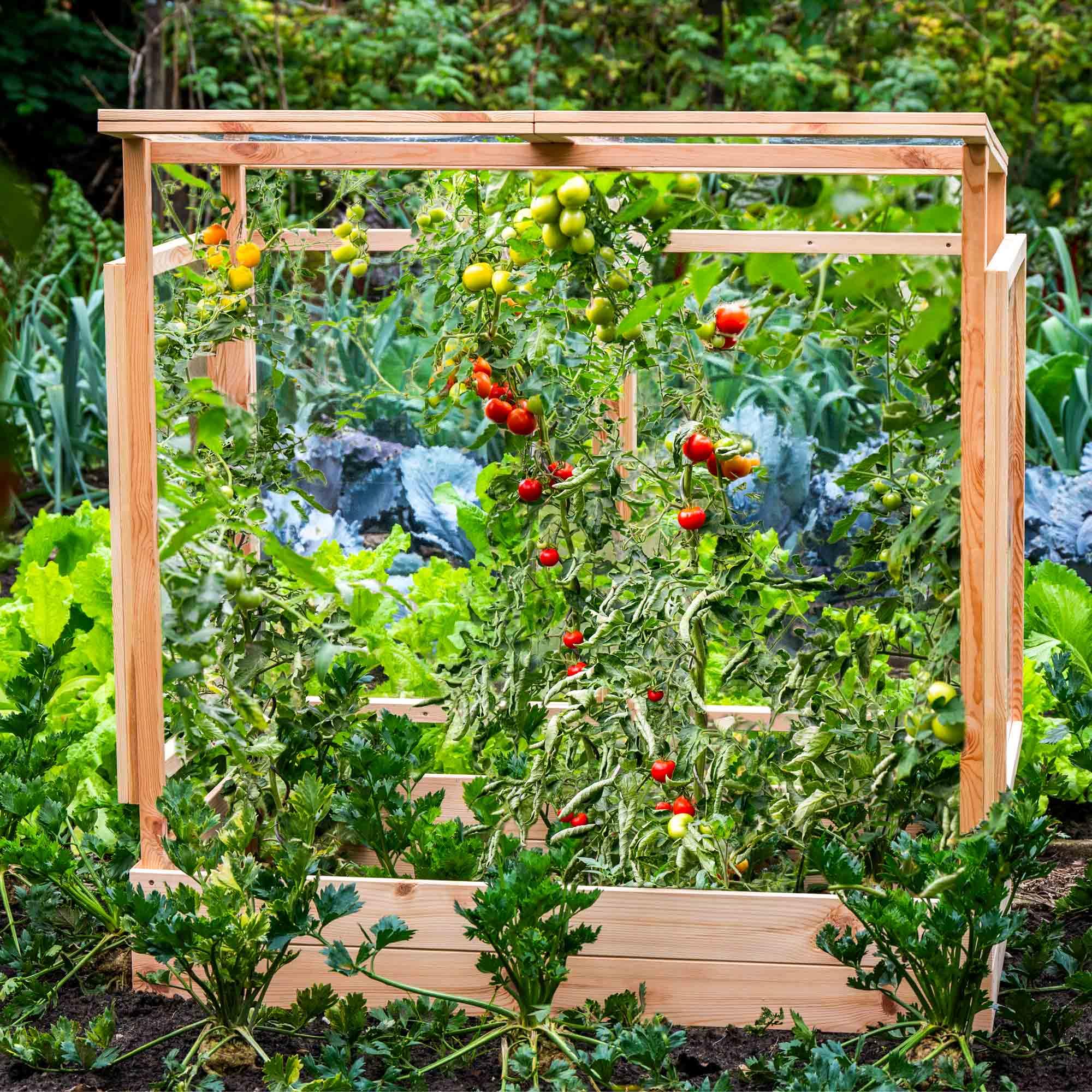 dobar® Tomatenhaus aus Holz mit PVC-Schutzscheiben kleines Gewächshaus für Tomaten, Gurken & Gemüse im Gartenbeet Pflanzenhaus mit Rankhilfe für geschützten Gemüseanbau 116 x 71 x 120 cm