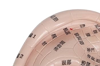 20個セット 未使用 FENGFAN 耳つぼ模型 耳ツボマッサージ 中国語表記 4個セット 未使用 FENGFAN 耳つぼ模型 耳ツボマッサージ 中国語