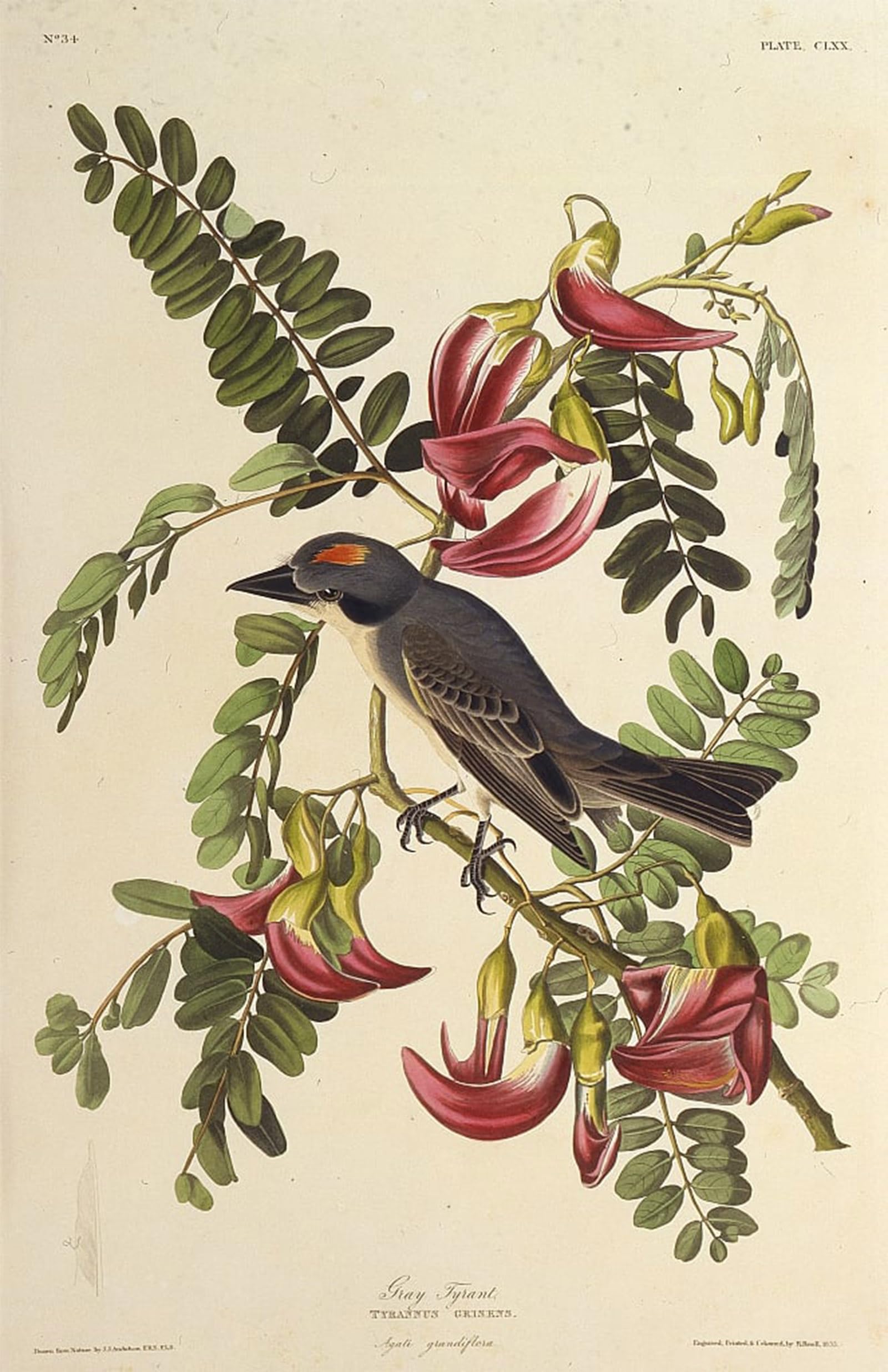 POSTERIIk Famous Modern Artwork Art Mural Gray Tyrant From the Birds of America by John Jamess Audubon Oil Paintings Pictures for Home Decor 60x90cm