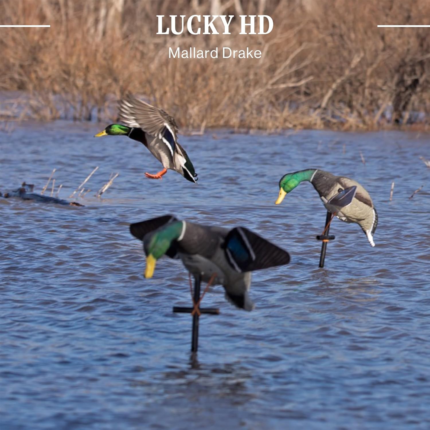 Lucky Duck Spinning Wing Motion Duck Decoys for Hunters, Lucky HD, Drake Mallard