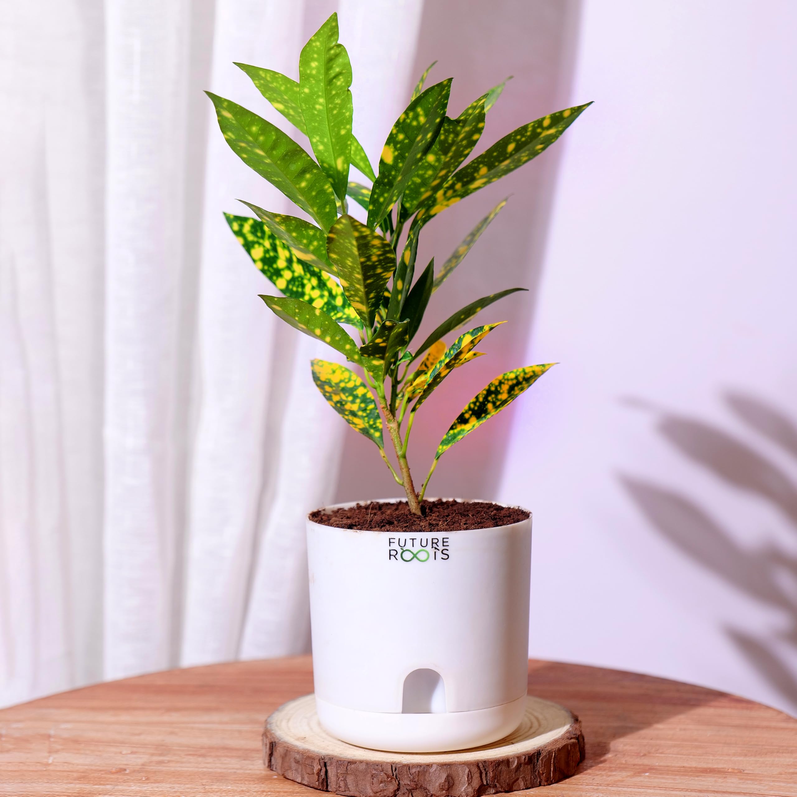 Future Roots Live Croton Petra Plant - Air Purifier Codiaeum Variegatum Indoor Plant with Self Watering Pot for Home, Office, Low Maintenance Plant for Bedroom, Desk, Living Room, Balcony Décor-image-34