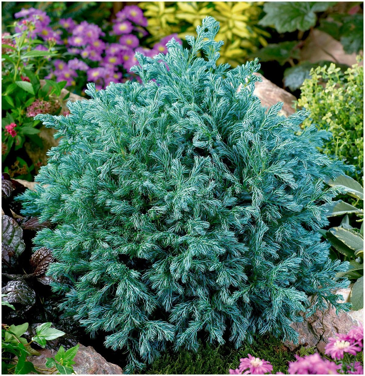 GrowOn Shrubs Dwarf Conifer Chamaecyparis Pisifera 'Boulevard' | Evergreen Shrub | Outdoor Garden Ready Plant