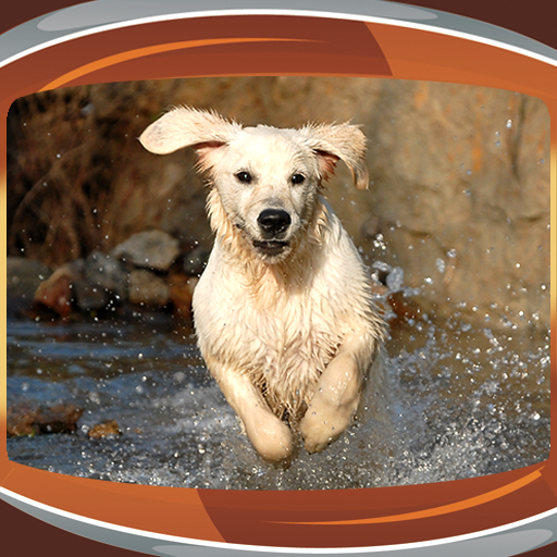 Dog Live Wallpapers App on Amazon Appstore