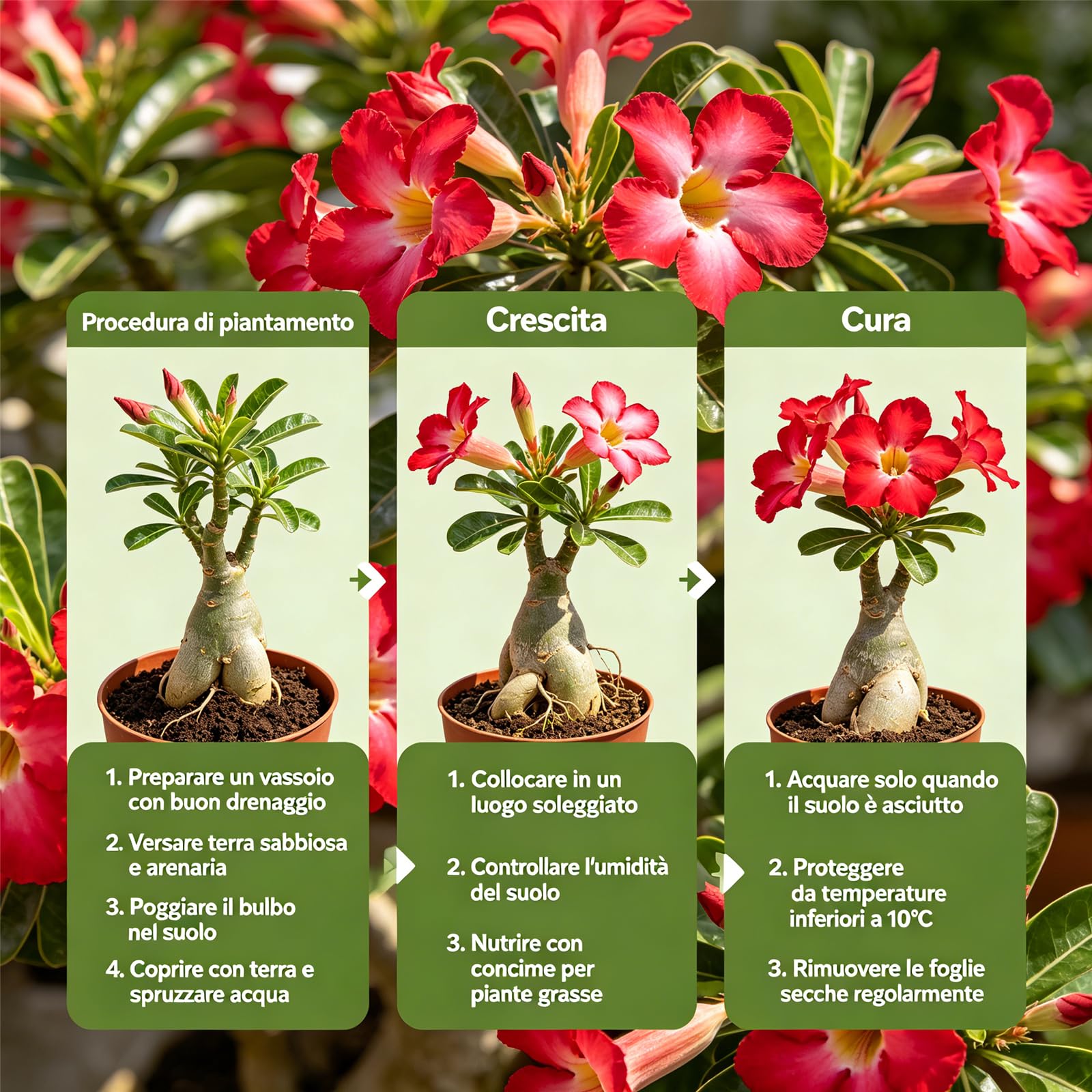 Rosa del Deserto/Resistenti Perenne/Esotica tropicale/Splendide decorazioni da giardino/Adatta ai principianti/Adatto per uso interno ed esterno-5Rizomi-D