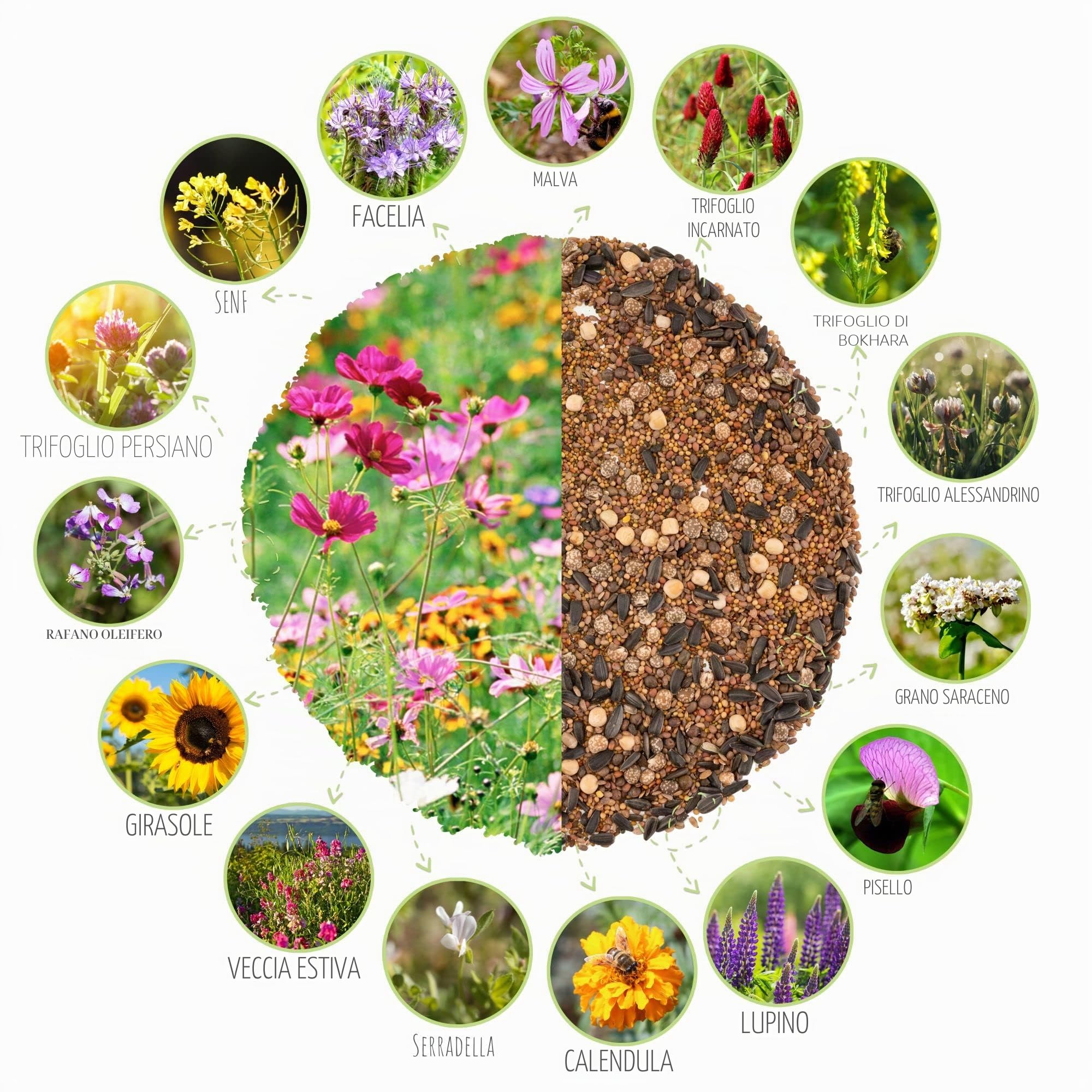 500 g di semi di prato fiorito per un colorato pascolo per le api - miscela di semi di fiori selvatici colorati e ricchi di nettare per api e farfalle (incluso eBook GRATUITO)