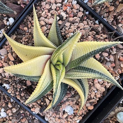 Miniatura 3 de Rare Haworthia Limifolia variegata - Plantas suculentas únicas vivas de interior  Bajo mantenimiento  Ideal para coleccionistas, hogar, oficina y