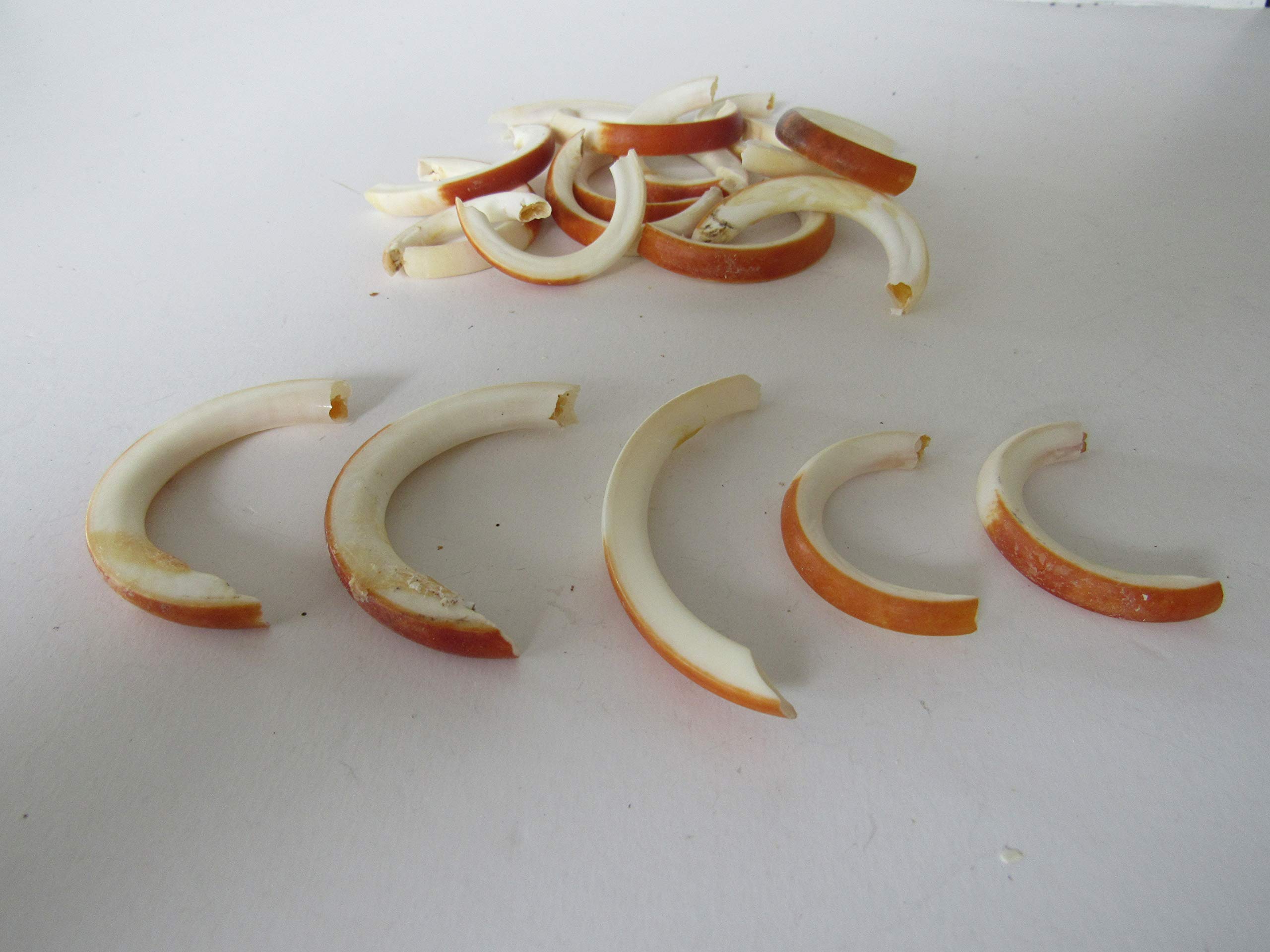 5 Beaver Teeth Animal Bone Teeth Jewelry Beads Craft Supplies Projects Taxidermy