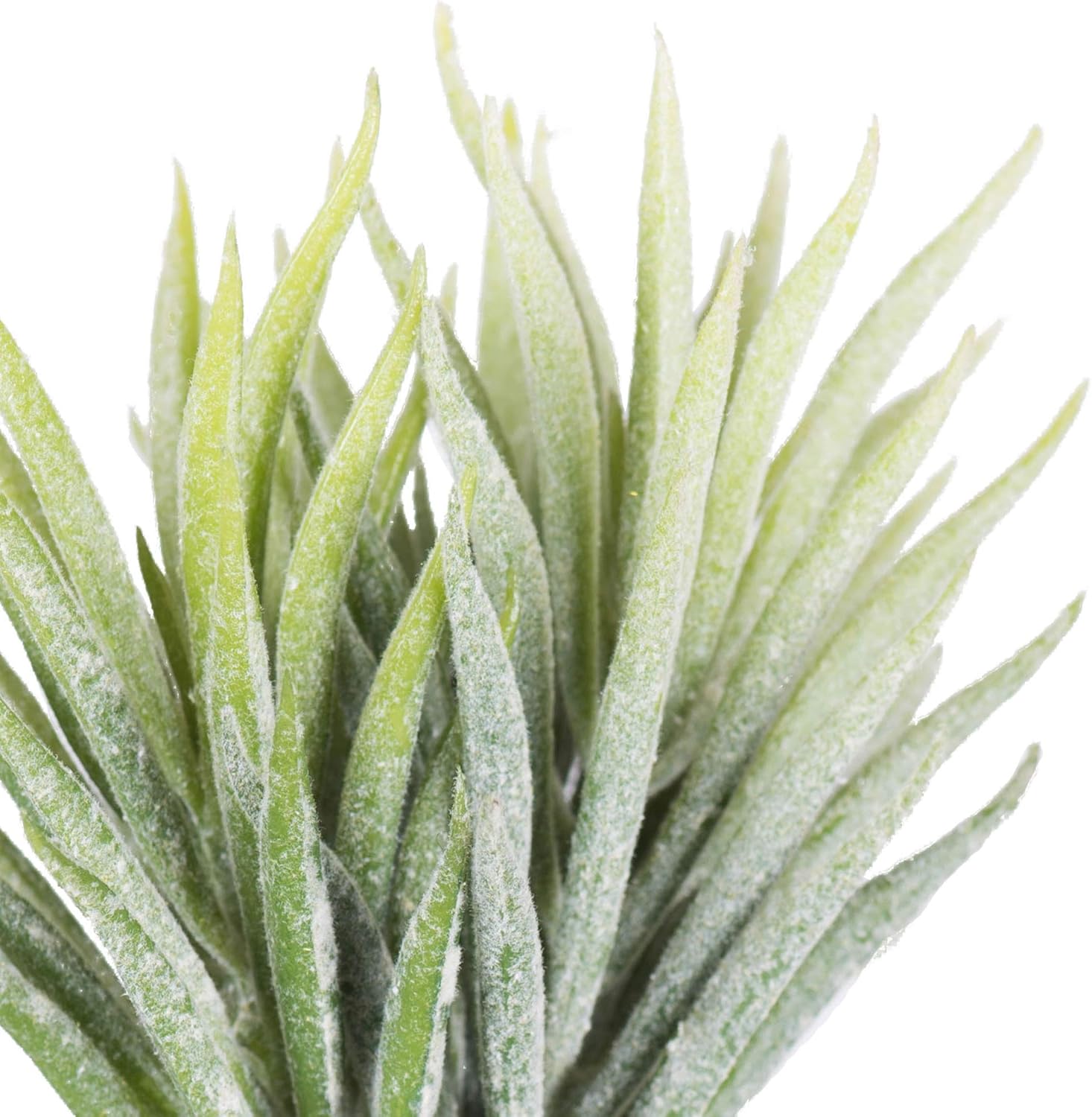 Vickerman 5" Artificial Green and White Seneco Pick - Decorative Pick of Durable Polyester Greenery for Home Or Office - Maintenance Free - 3 per Pack