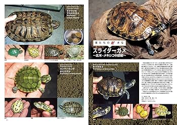 初期ビバリウムガイド 10冊セット① ビバリウムガイドNo.107 2024年冬号 爬虫類イベントとは ～祭り