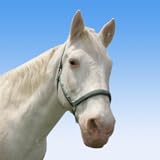 Horses of the Maury River