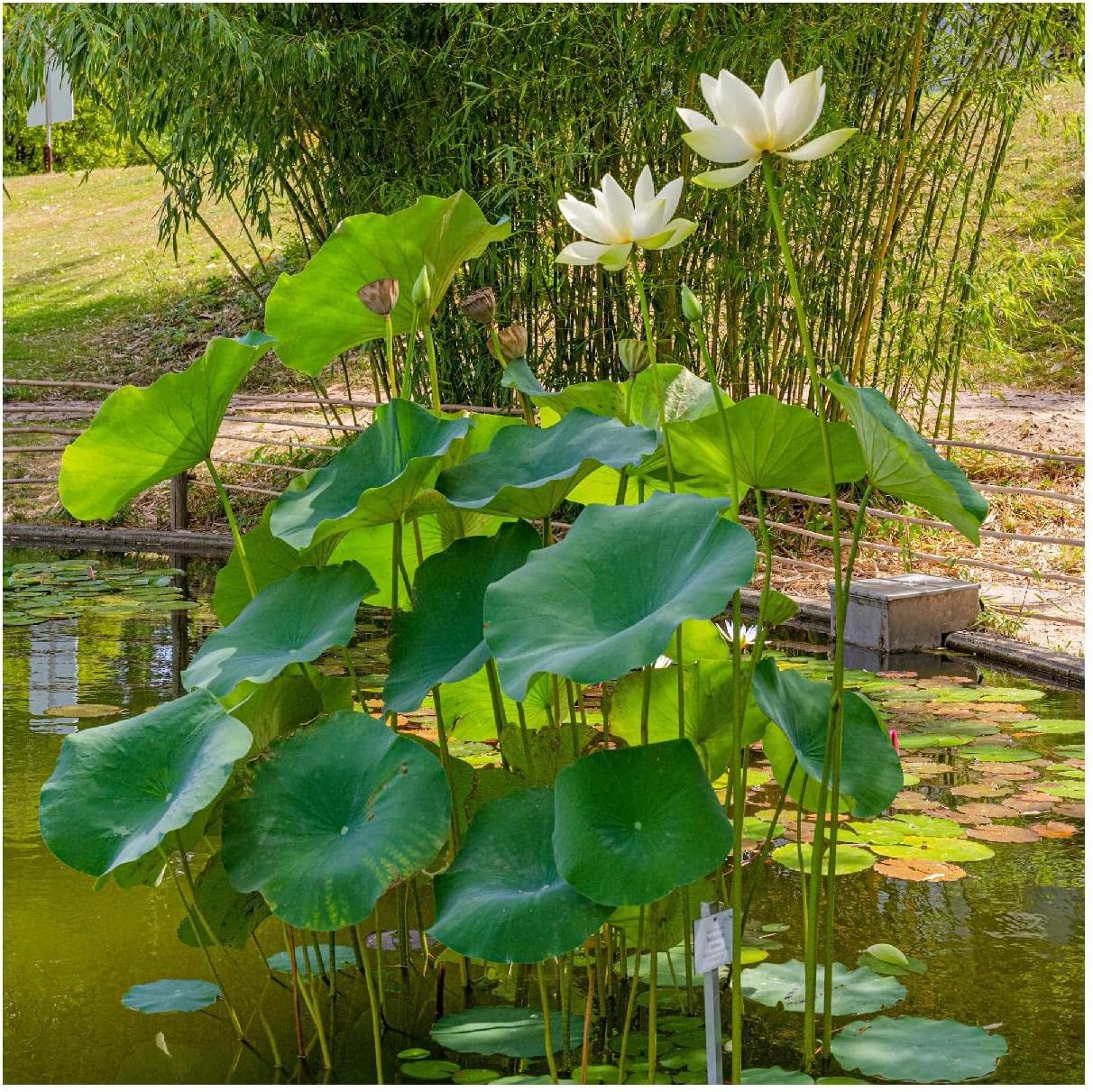 Everwilde Farms - 1/4 Lb American Lotus Native Wildflower Seeds - Gold Vault