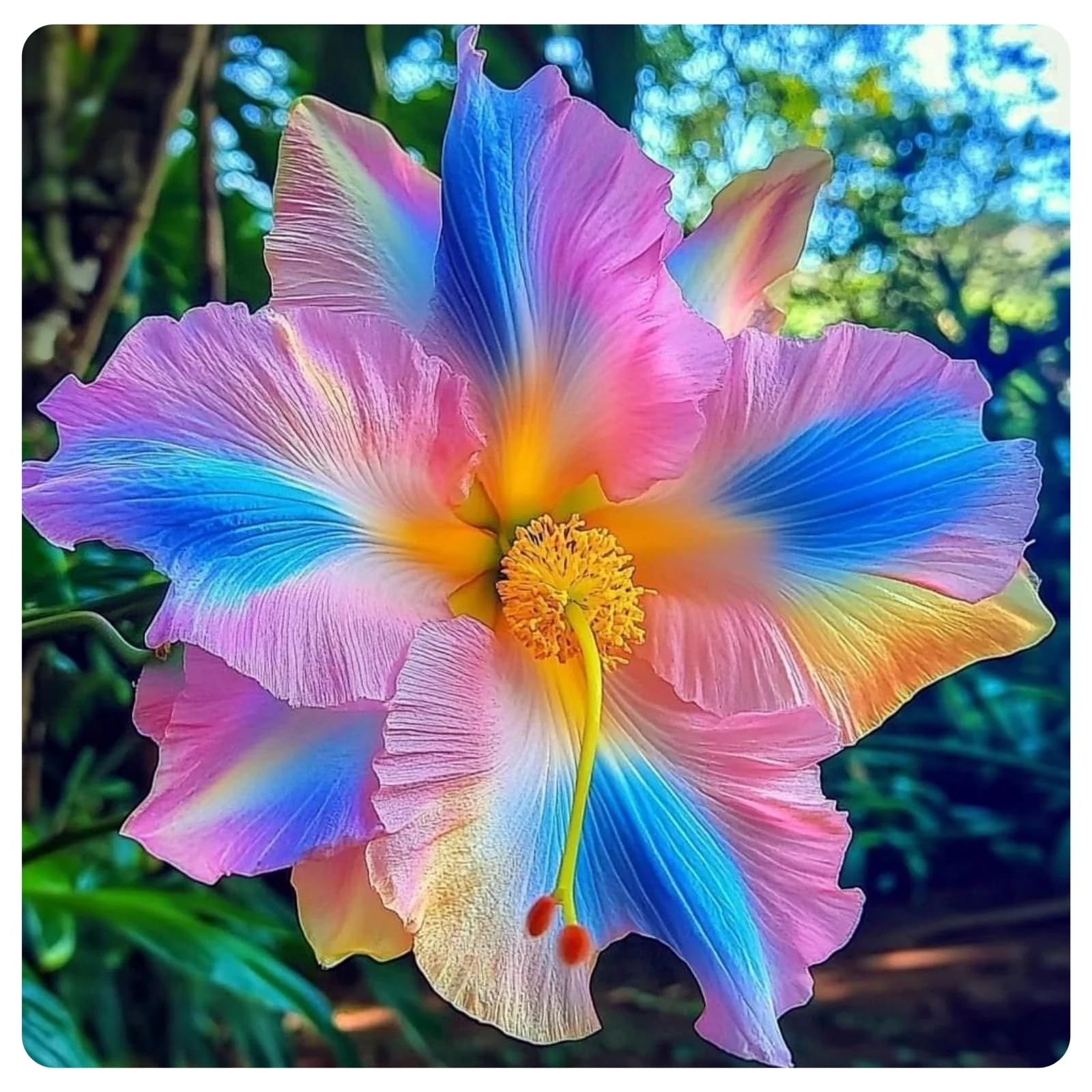 Hardy Flowering Hibiscus Perennial – UK Garden Display-2rhizome-F