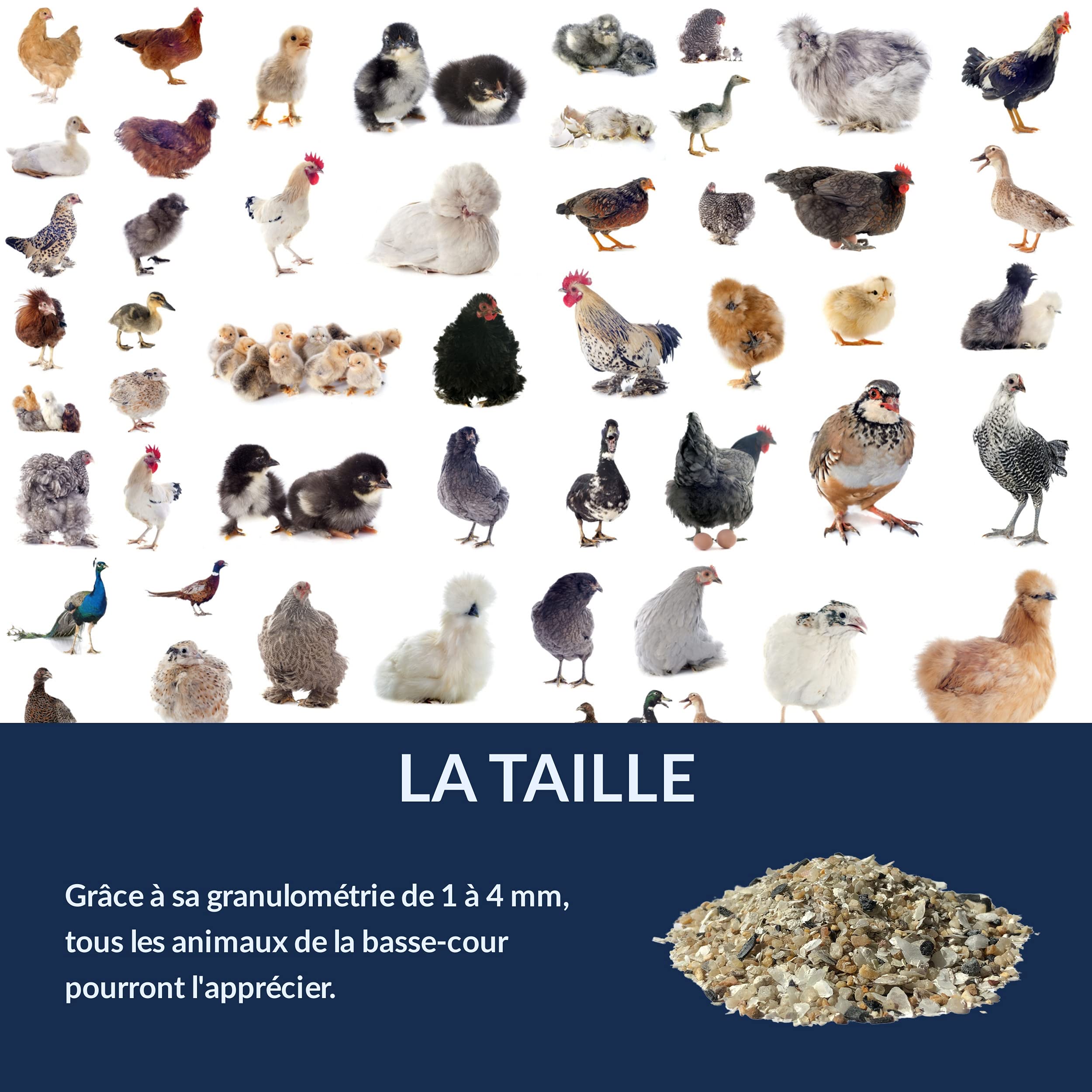 Chick'N Deluxe® Grit Deluxe 5Kg. Complément Alimentaire pour Pigeons/volailles. Mélange de minéraux, Charbon Actif et enrichi l'anis pour Une Digestion Parfaite. Renforce Aussi la Coquille d'oeuf.