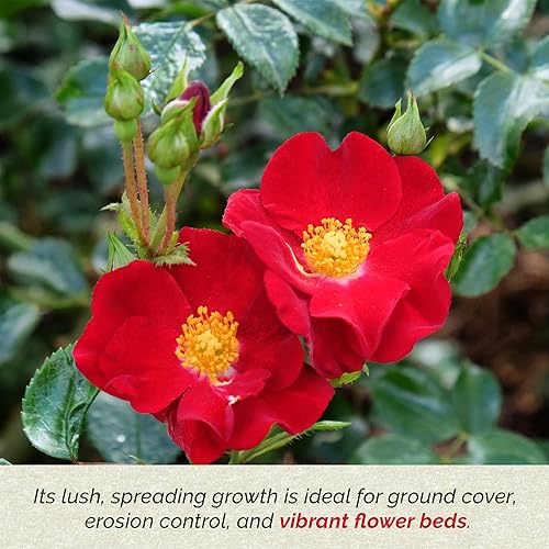 Miniatura 4 de 4 rosas 'Flower Carpet Red', plantas vivas - Rosa x 'Noare' - Rosa resistente para cubrir el suelo en cubos de vivero de 2.5 pulgadas - Prolífico