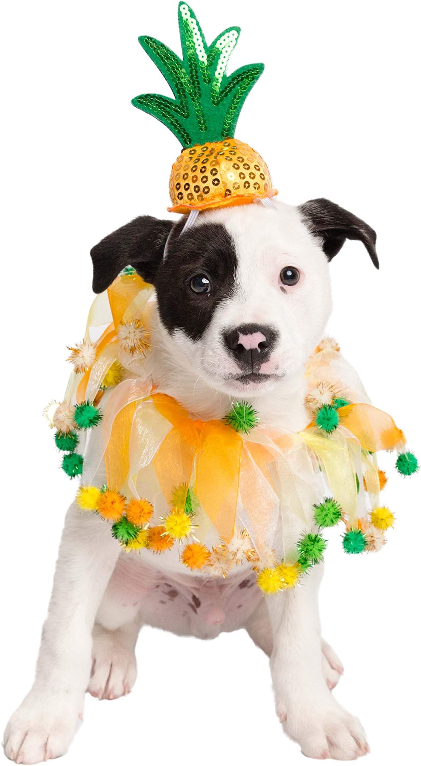 Pet Krewe Pineapple Hat and Collar Fits Dogs Size Small, Medium, Large or Extra Large - Perfect for Halloween, Parties, Photoshoots, Gifts for Dog Lovers (L)