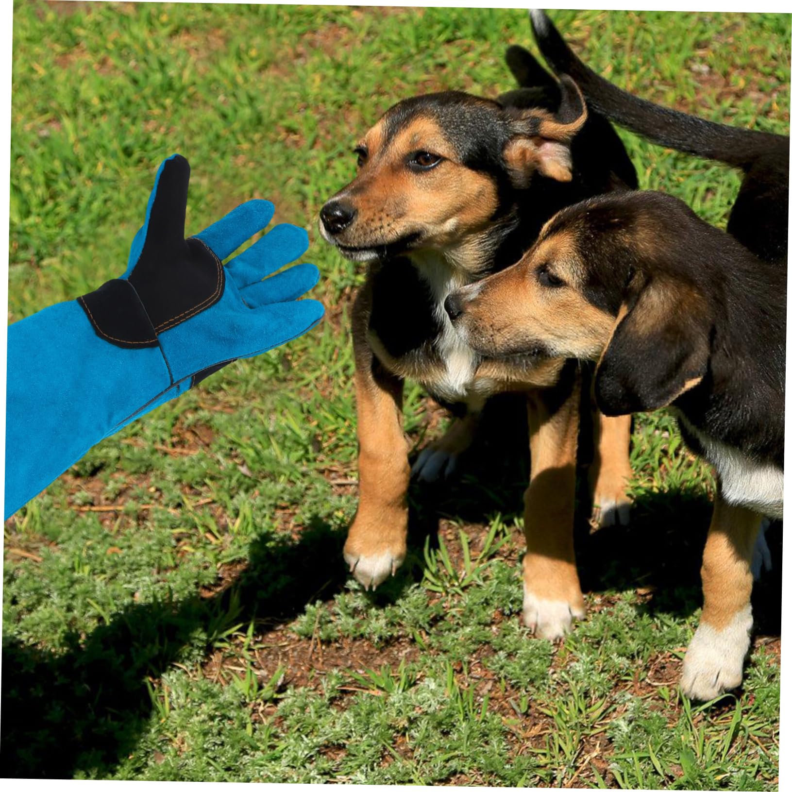 Kisangel Katzenhandschuh Verstellbare Passform Fellpflege Langhaar aus Rindsleder Bissfest und Kratzfest Schutz Beim Schweißen und Tierpflege