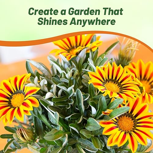 Miniatura 6 de Outsidepride Gazania Big Kiss - Plantas de jardín tolerantes al calor y a la sequía con llama amarilla y cobertura del suelo, 25 semillas