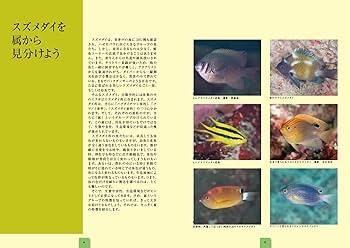 スズメダイ ひと目で特徴がわかる図解付き　ネイチャーウォッチングガイドブック スズメダイ ひと目で特徴がわかる図解付き | 株式会社誠文堂新光社