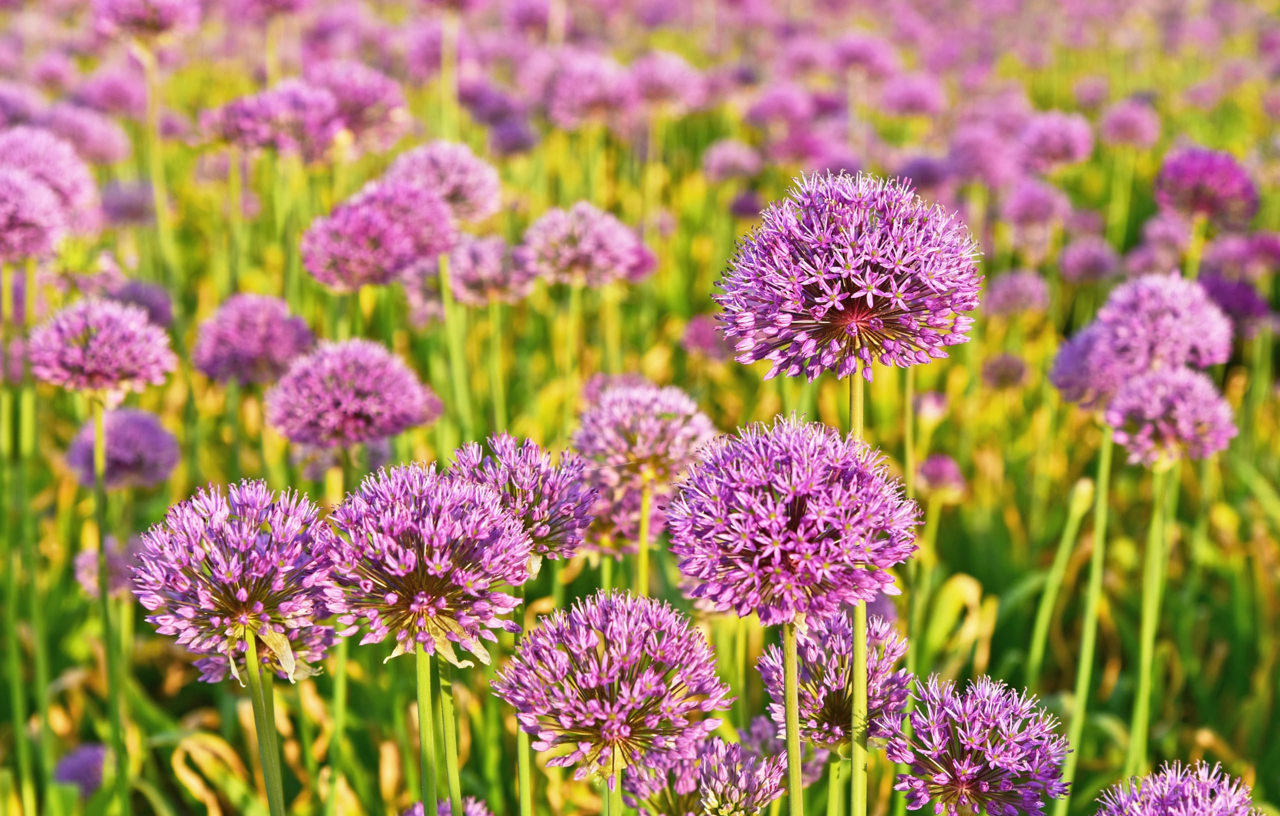 Stauden Gänge 5 x Allium 'Millenium' Zierlauch winterhart | Zierlauch 'Millenium' – winterharte Staude & Bienenweide mit Blütenkugeln, mehrjährig, 1 L Topf (11x11 cm)