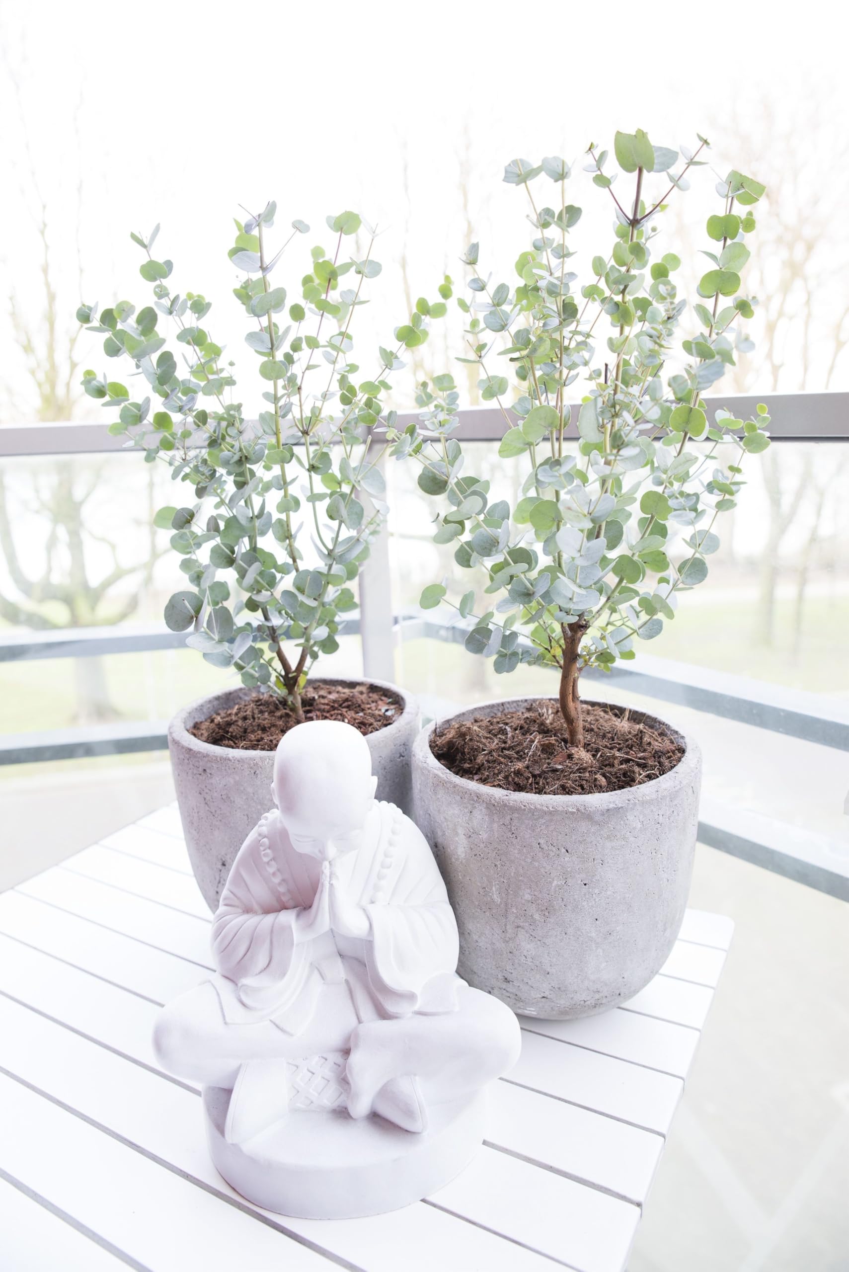 Eucalyptus gunnii Azura Strauch – Winterharter Eukalyptus für Garten & Terrasse, Aromatische Blätter, Pflegeleicht, Zierpflanze im Topf (1)