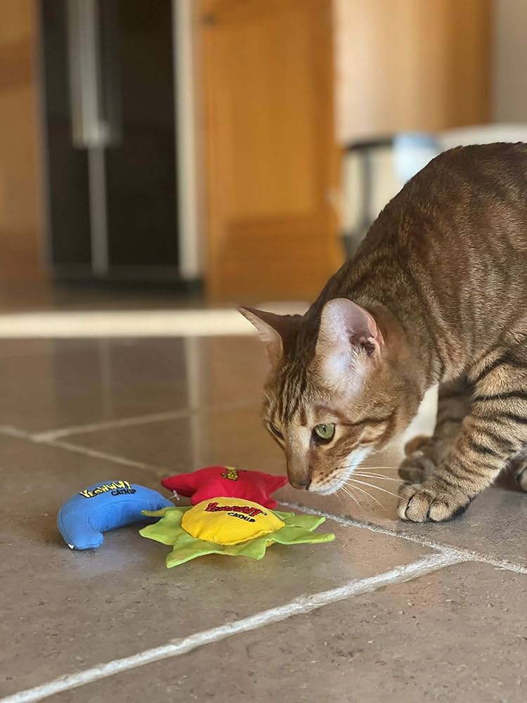 【らい】マフラータオル3点+キヨ猫ぬいぐるみ2点 レトルト キヨ キヨ猫 ぬいぐるみ ゲーム実況 LEVEL.2 : ぽ