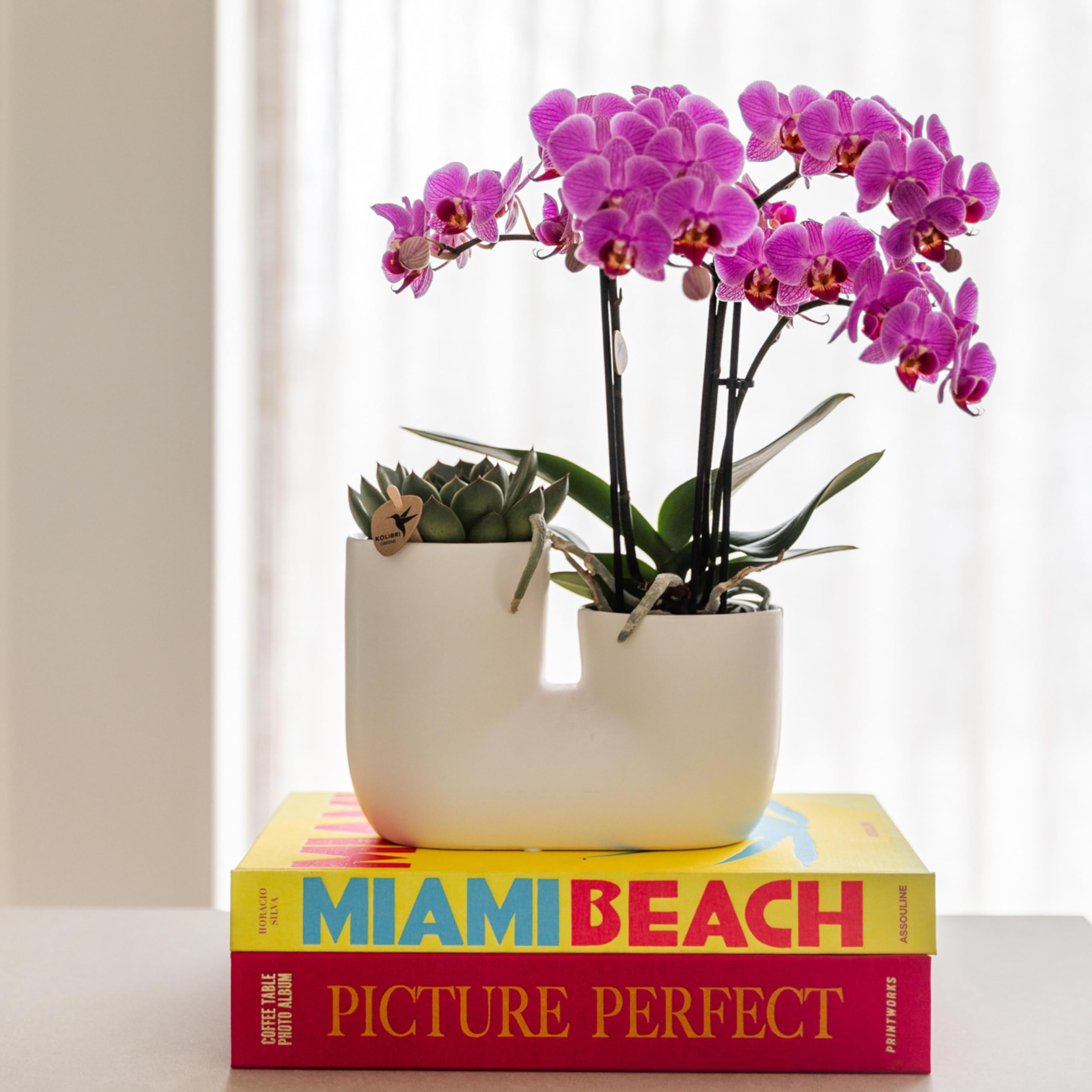 Kolibri Orchidées | Orchidée Phalaenopsis violet/rose - Mineral Vienne - Taille du pot Ø9cm | Plante d'intérieur à fleurs - Frais du cultivateur