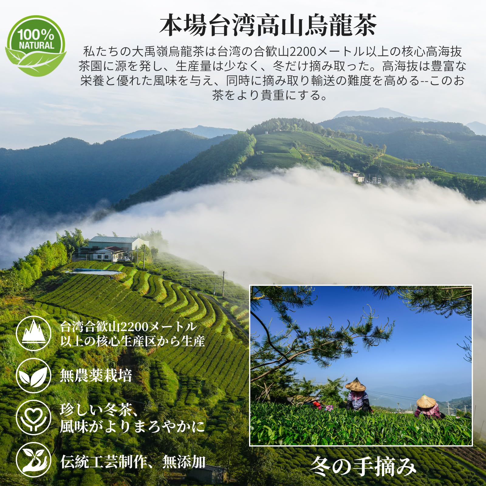 Amazon.co.jp: 煕渓 台湾茶 烏龍茶 大禹嶺茶 無農薬栽培 台湾高山茶